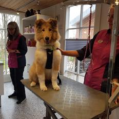 Collie langhåret TKN (US)Keylocs Boomerang of smiles