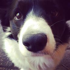 Welsh corgi cardigan Herkules