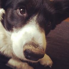 Welsh corgi cardigan Herkules