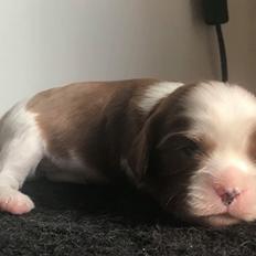 Cavalier king charles spaniel Piccocanes Louie