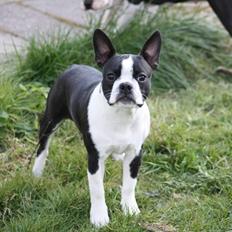 Boston terrier House Of Bounce What a catch aka Morris 