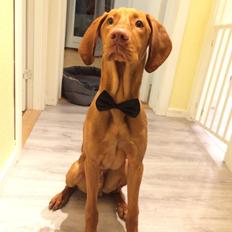 Vizsla Atlas 