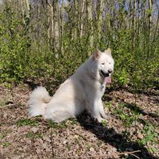 Eurasier Daisy