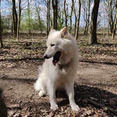 Eurasier Daisy