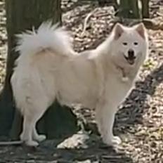 Eurasier Daisy