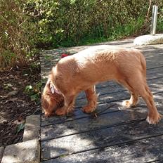 Cavalier king charles spaniel Dronning Sophie af Holmstrup Mark