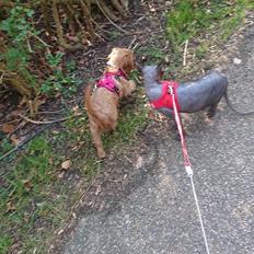 Cavalier king charles spaniel Dronning Sophie af Holmstrup Mark