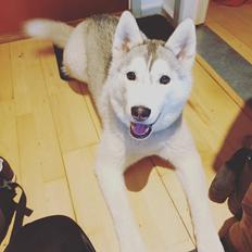 Siberian husky Aya 