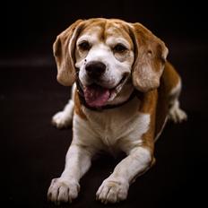 Beagle Simba