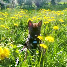 Kishu Amaterasu sai-no kawara