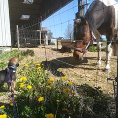 Kishu Amaterasu sai-no kawara