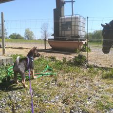 Kishu Amaterasu sai-no kawara