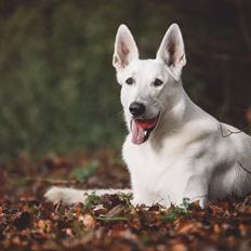 Hvid Schweizisk Hyrdehund Gandi