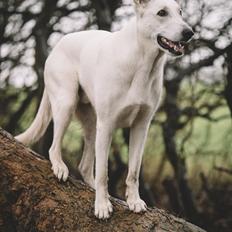 Hvid Schweizisk Hyrdehund Gandi