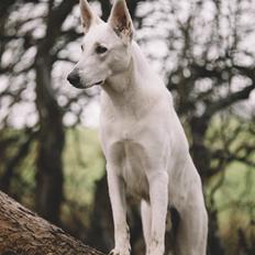 Hvid Schweizisk Hyrdehund Gandi