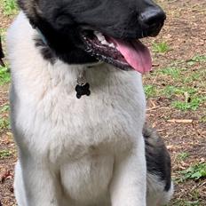 American Akita Bob