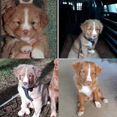 Nova scotia duck tolling retriever Flóki/Toller's Delight Viking Warrior
