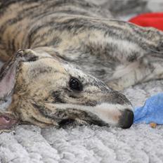 Whippet Didrik