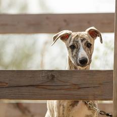 Whippet Didrik