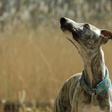 Whippet Didrik
