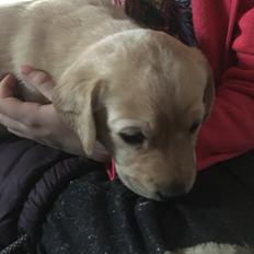 Labrador retriever Lupa