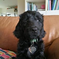 Blanding af racer Bianca