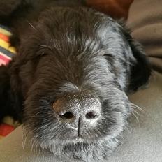 Blanding af racer Bianca