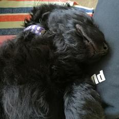 Blanding af racer Bianca