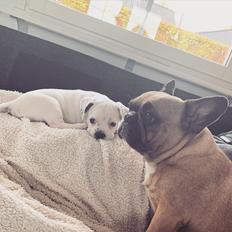 Blanding af racer Karma