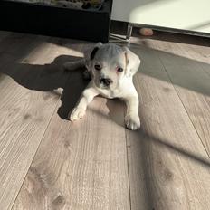 Blanding af racer Karma