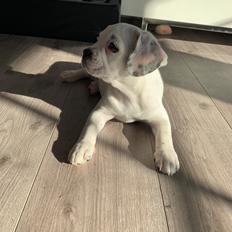 Blanding af racer Karma