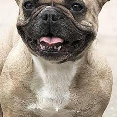 Fransk bulldog Adelé