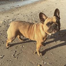 Fransk bulldog Adelé