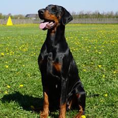 Dobermann Dobergaarden Forever Irish