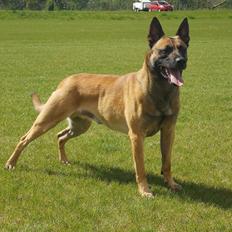 Malinois IGP3 Czhaplin Codi-Fin - over regnbuen