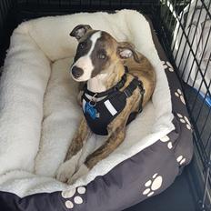Whippet All Stars Emil