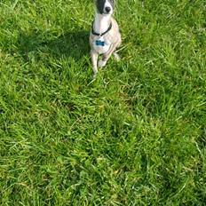 Whippet All Stars Emil