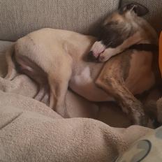 Whippet All Stars Emil