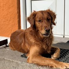 Golden retriever Oscar