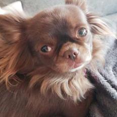 Chihuahua Mercedes