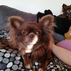 Chihuahua Mercedes