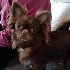 Chihuahua Mercedes