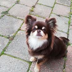 Chihuahua Aya