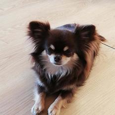 Chihuahua Aya
