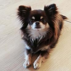 Chihuahua Aya