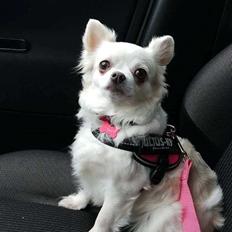 Chihuahua Mynthe