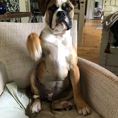 Olde english bulldogge Scarlett Fie