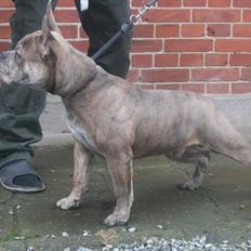 Olde english bulldogge MightyBulldogs Sylvesters Drøm