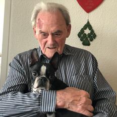 Boston terrier Naddie