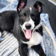Border collie Kajsaligans Kommandusen